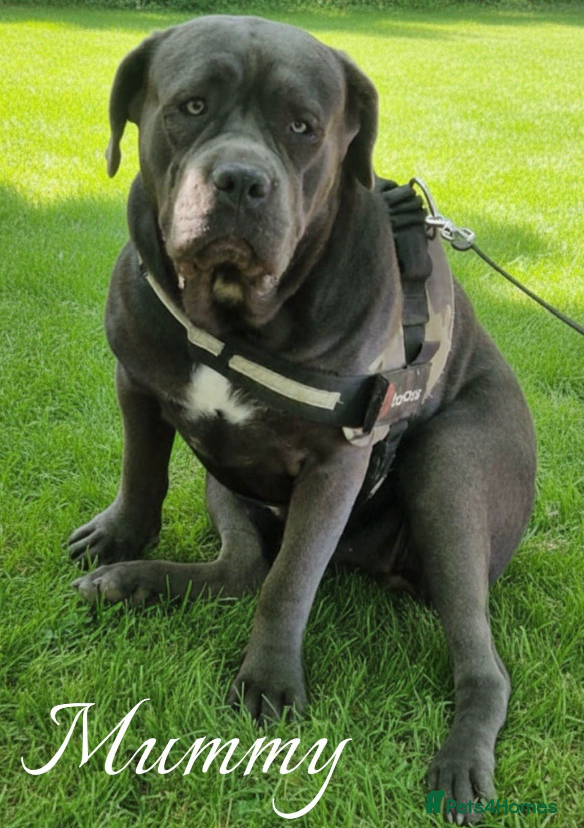 Mixed Breed dogs BLUE NEAPOLITAN MASTIFF × CANE CORSO - Advert 2