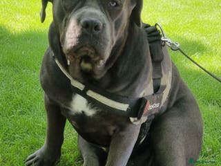 Mixed Breed dogs BLUE NEAPOLITAN MASTIFF × CANE CORSO - Advert 2