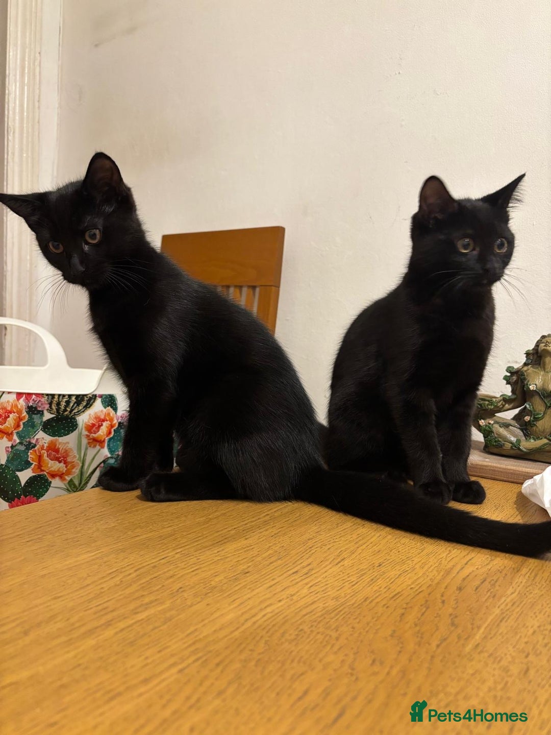 Mixed Breed cats for sale: 4 gorgeous kittens available now  - Advert 8