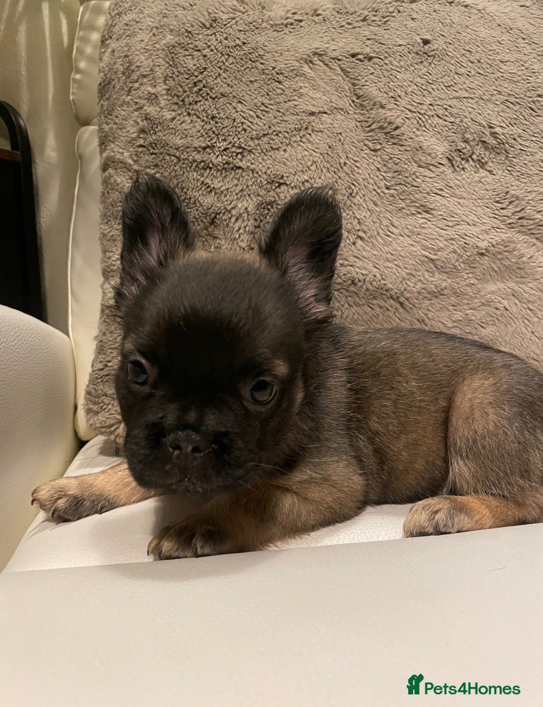 French Bulldog dogs for sale: FRENCH BULLDOG PUPPIES FOR SALE!! - Advert 2