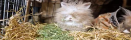 Lionhead rabbits for sale: Purebred double maned super fluffy lionhead girls - Advert 18