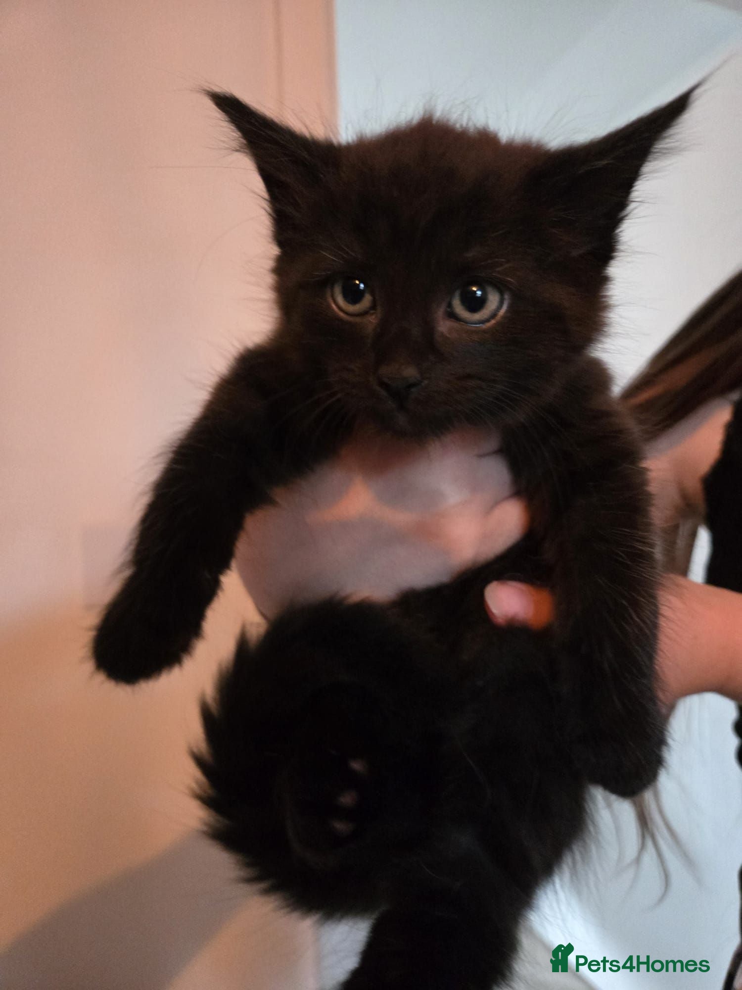 Mixed Breed cats 4 beautiful kittens - Advert 2