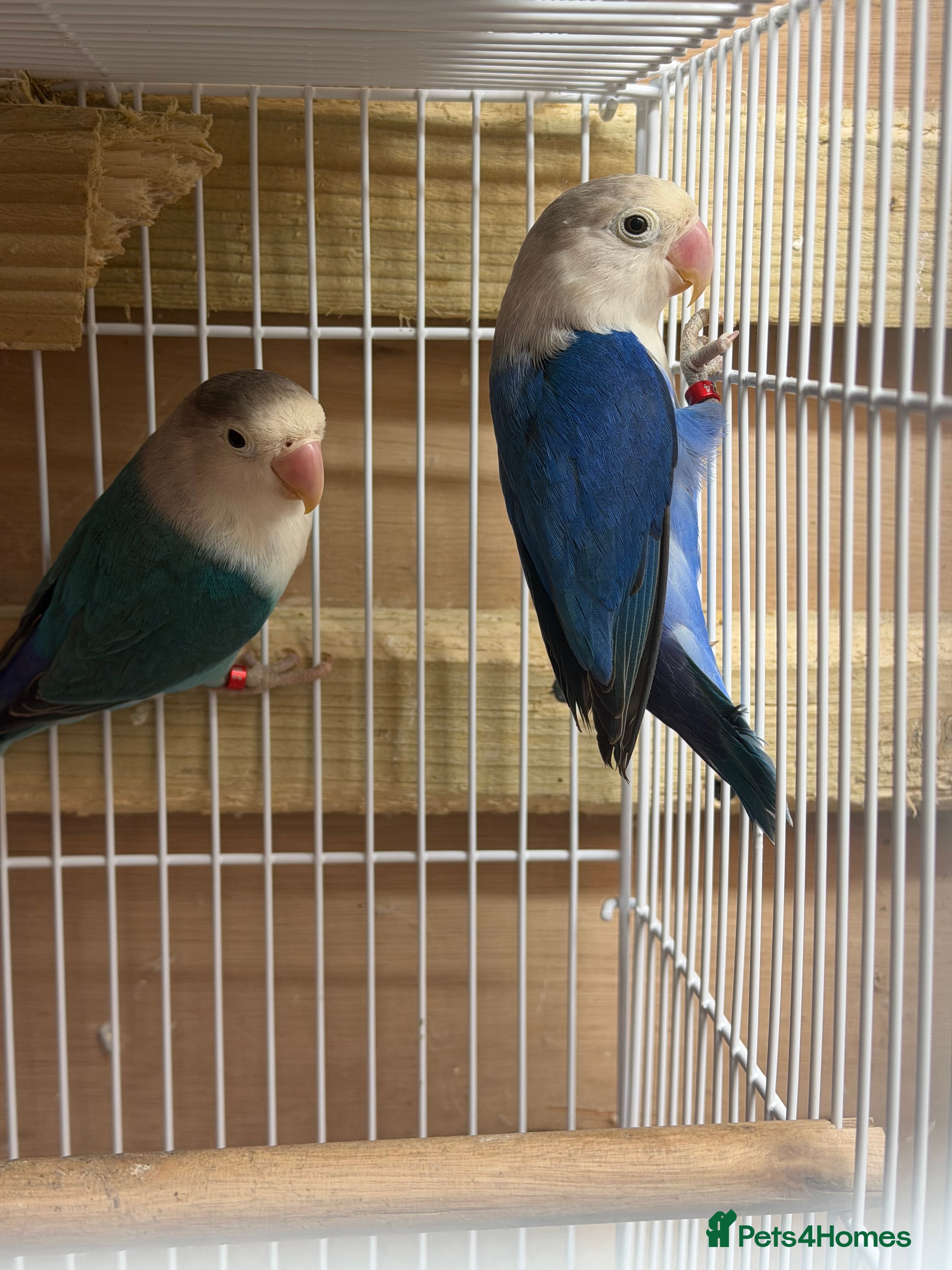 Lovebirds birds Young pair of lovebird - Advert 6