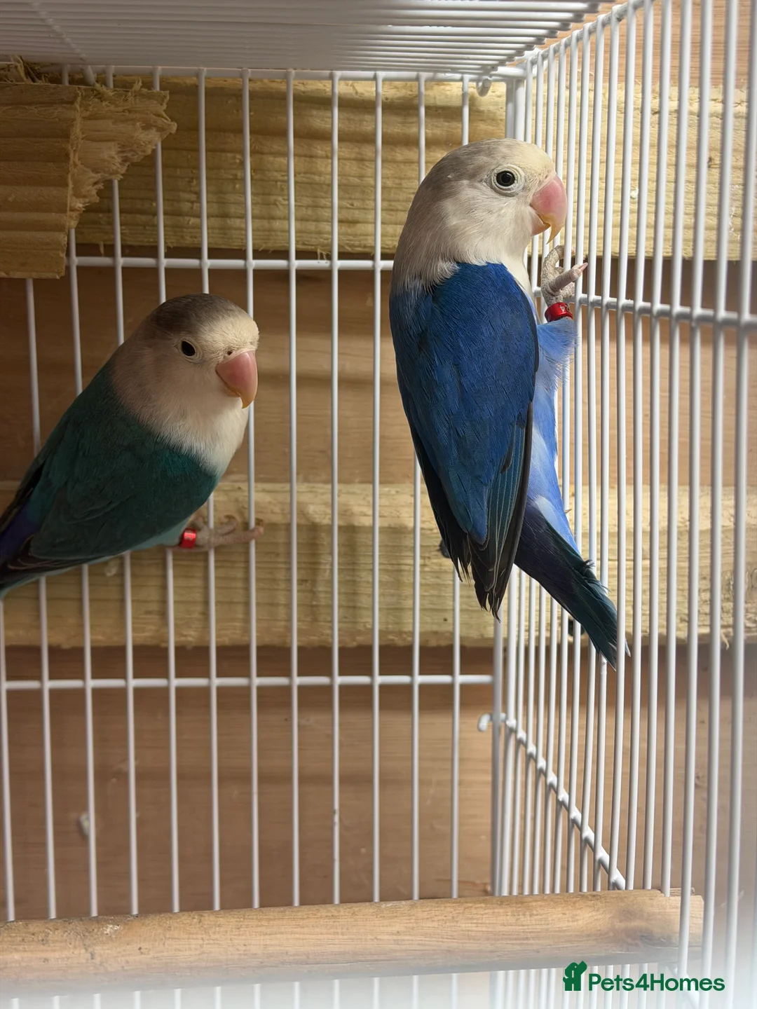 Lovebirds birds for sale: Young pair of lovebird - Advert 1