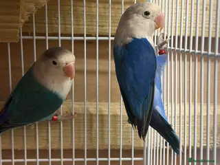 Lovebirds birds Young pair of lovebird - Advert 6