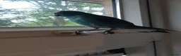 Parrots birds for sale: Male and female kakarikis  in Havant - Advert 1