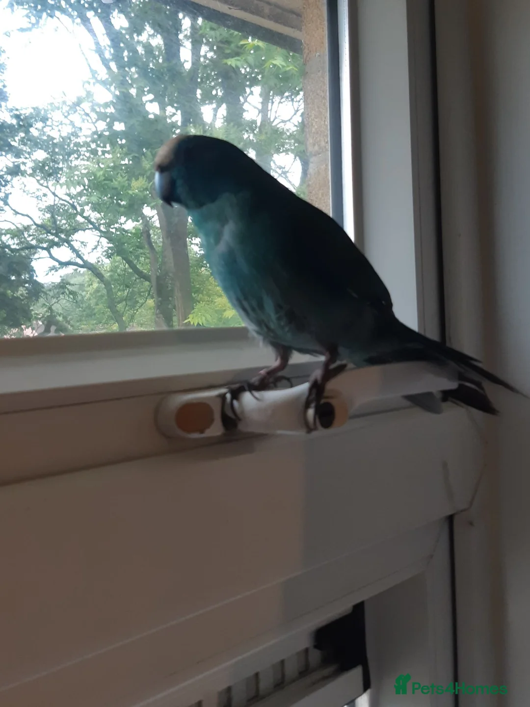 Parrots birds for sale: Male and female kakarikis  in Havant - Advert 1