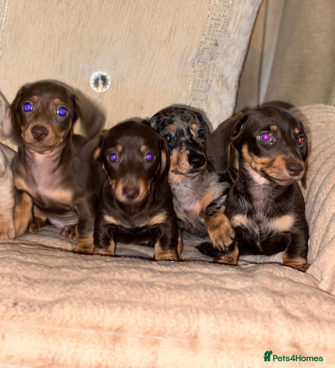 Miniature Dachshund dogs Miniature dashaund puppy’s ready now  - Advert 15