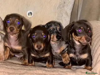 Miniature Dachshund dogs Miniature dashaund puppy’s ready now - Advert 15