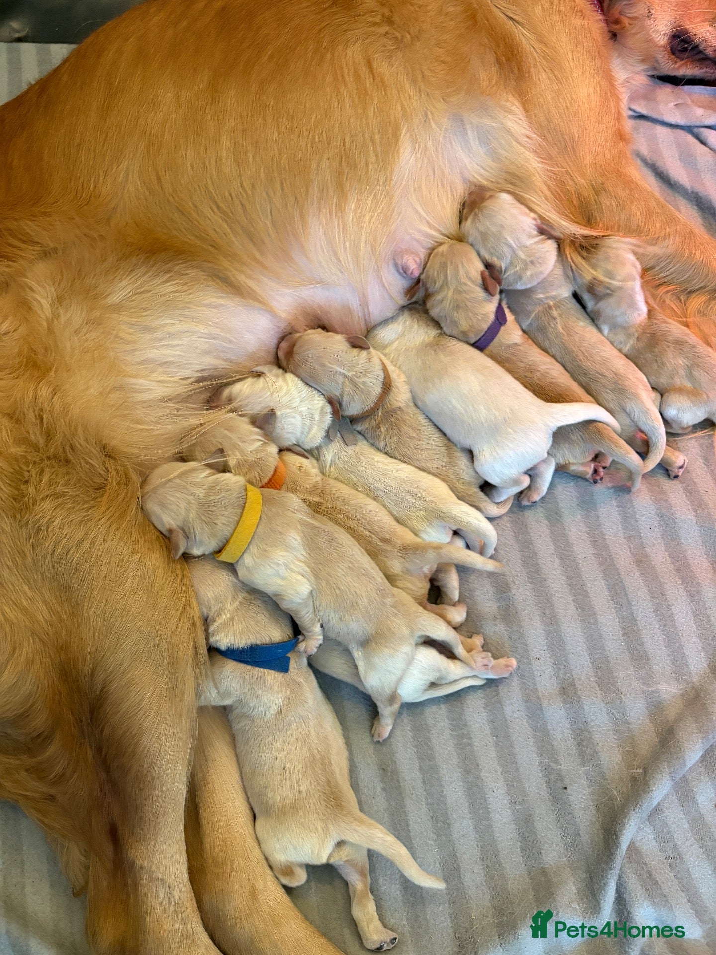 Golden Retriever dogs Gorgeous Golden Retriever Puppies - Advert 2