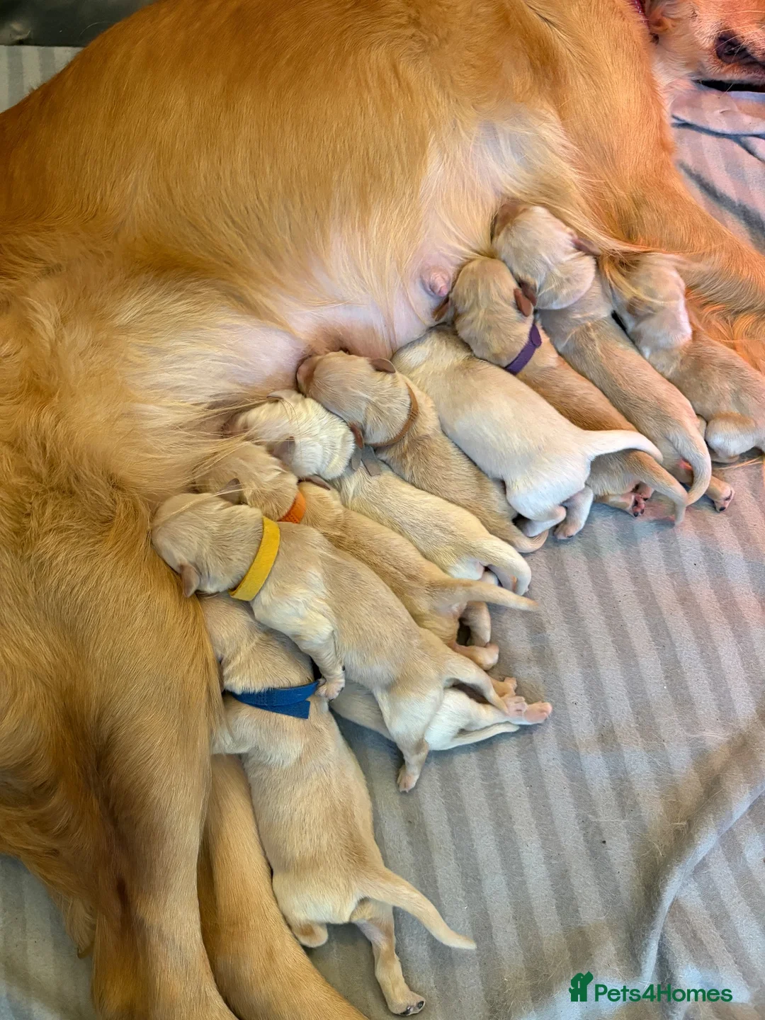 Golden Retriever dogs for sale: Gorgeous Golden Retriever Puppies - Advert 2