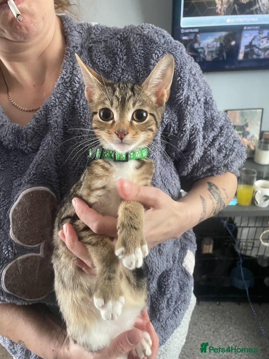 Bengal cats for sale: 🌟 Stunning Male Bengal Kittens – 3 Months Old 🌟 - Image 8