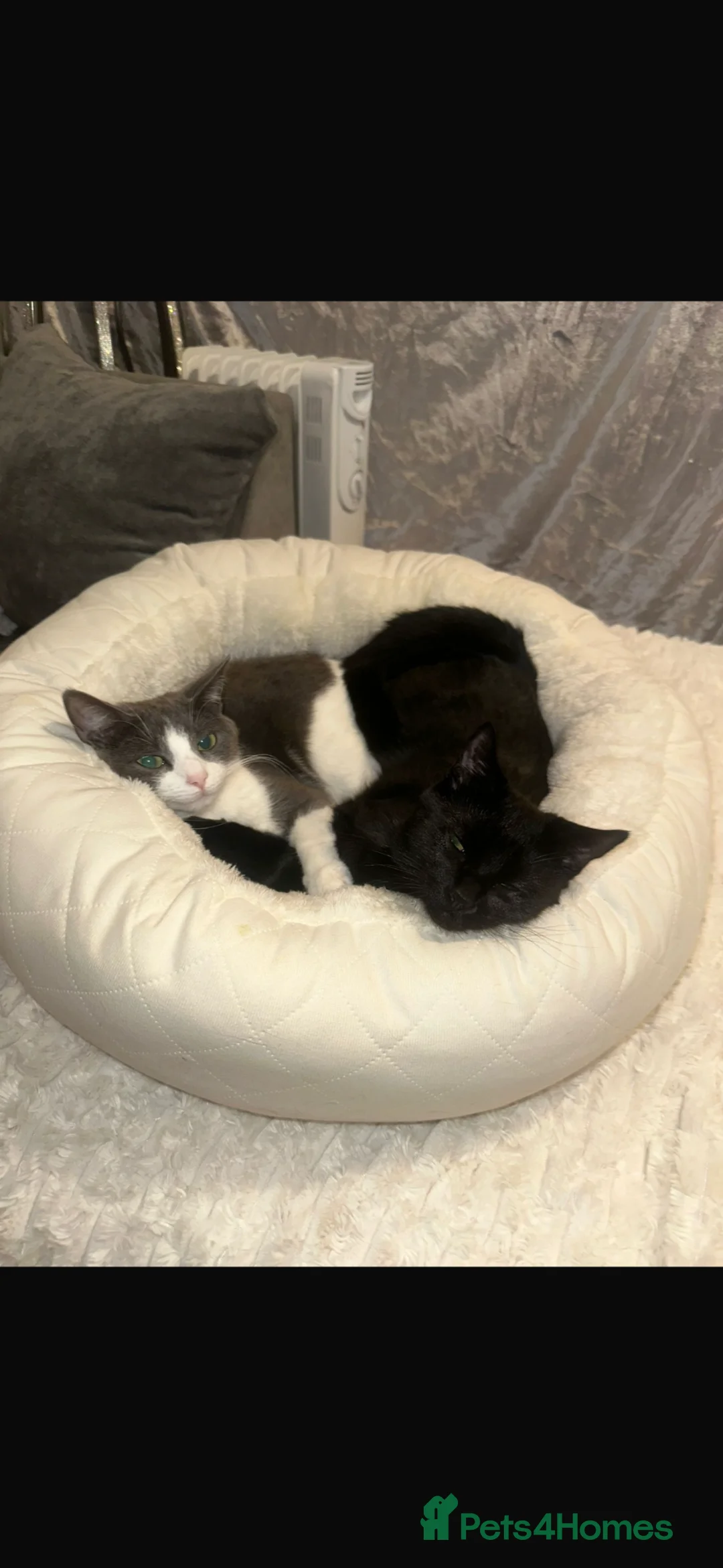 Mixed Breed cats for sale: 4 beautiful baby kittens ready to go - Advert 6