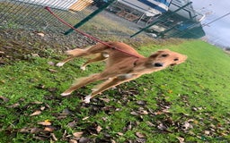 Mixed Breed dogs for sale: 3 tan girls remaining  - Image 11