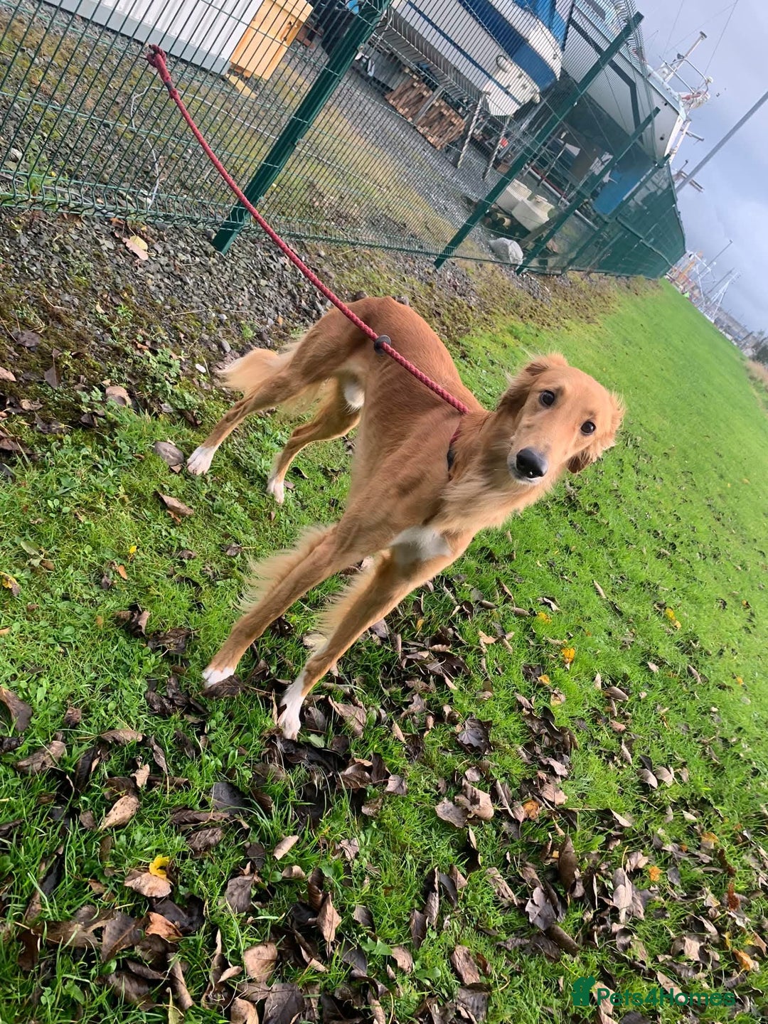 Mixed Breed dogs for sale: 3 tan girls remaining  - Image 11