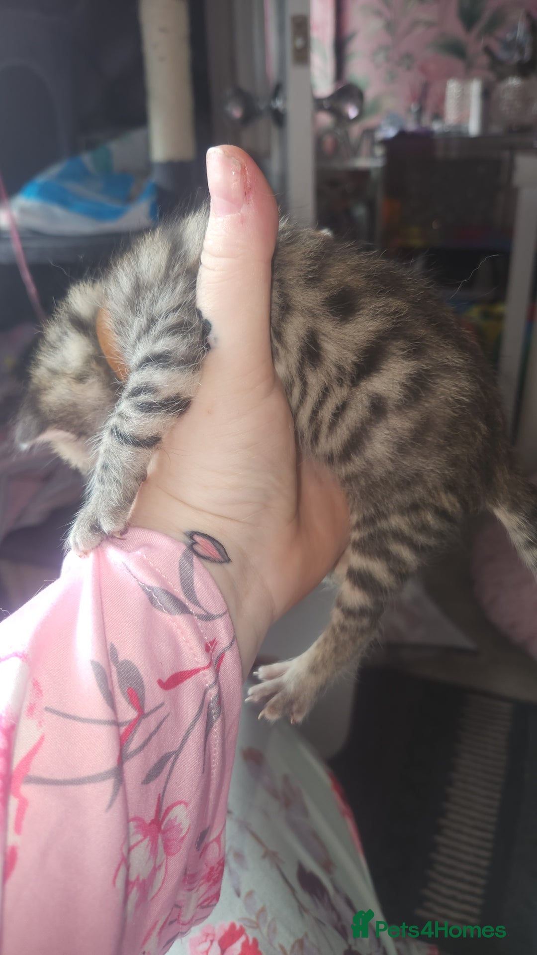 Turkish Angora cats for sale: Turkish angora cross Bengal  - Image 38
