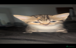Mixed Breed cats for sale: Kittens for sale  - Image 1