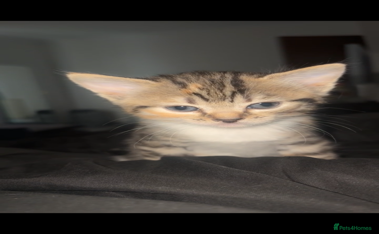 Mixed Breed cats - Advert 7