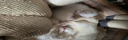 Ferret rodents for sale: Semi angora ferrets - Advert 1