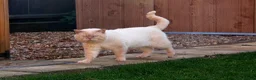 British Shorthair cats for stud: Cream of la crop! Blood group B. GCCF/TICA reg  - Advert 1