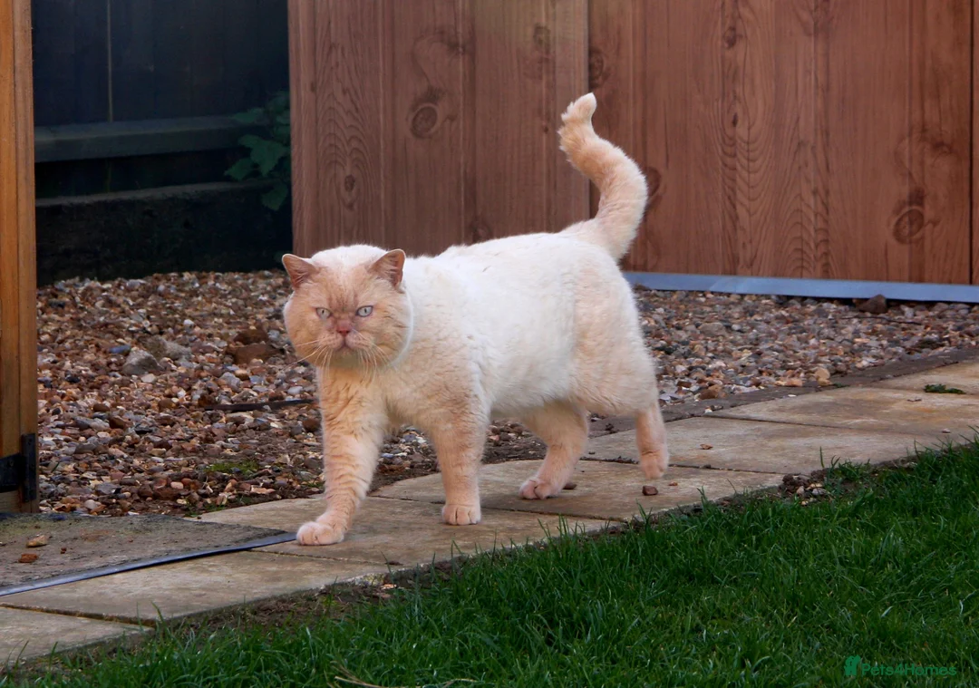 British Shorthair cats for stud: Cream of la crop! Blood group B. GCCF/TICA reg  - Advert 1