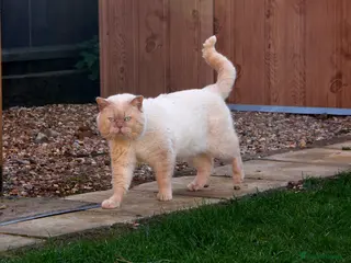 British Shorthair cats Cream of la crop! Blood group B. GCCF/TICA reg - Advert 15