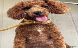 Mixed Breed dogs for sale: Ziggy pedigree cockapoo 7wkse - Image 5