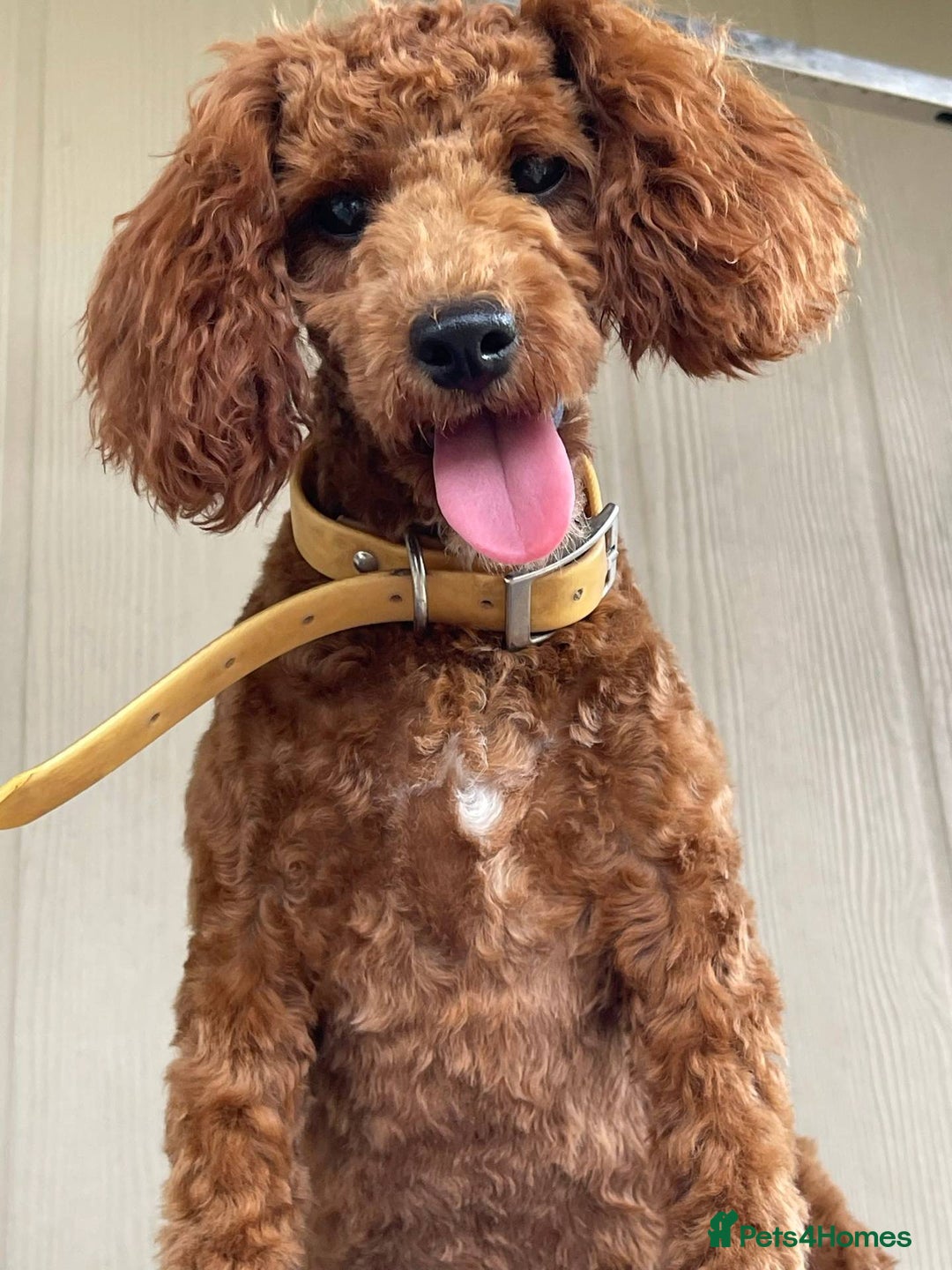Mixed Breed dogs for sale: Ziggy pedigree cockapoo 7wkse - Image 5
