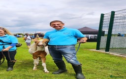 Miniature horses for sale: Pure bred American miniature horse gelding  - Image 3