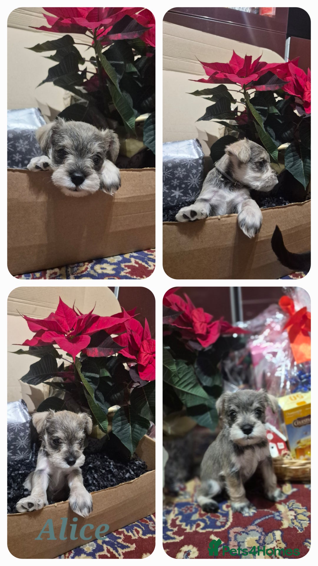 Miniature Schnauzer dogs for sale: 🩷🩷🩷🩵🩵Miniature schnauzers 1st Vac✓BVA✓KC reg✓ - Advert 8