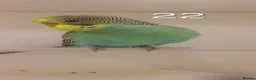 Budgerigars birds for sale: Baby budgies - Advert 3