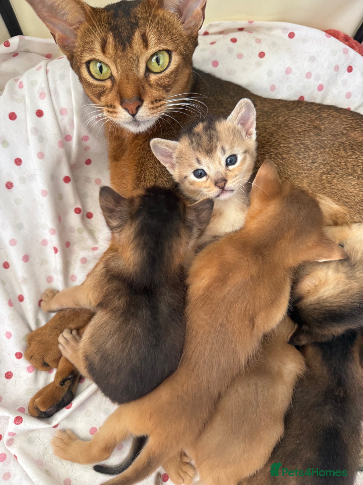 Abyssinian cats TICA reg rarest colours Aby kittens boys and girls - Advert 1