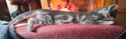 Mixed Breed cats for sale: ⭐️🐈SUPERB BENGAL X RUSSIAN BLUE 🐈⭐️ in Hatfield - Advert 32