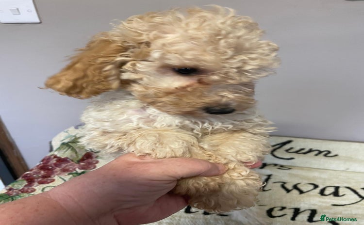 Cockapoo dogs - Advert 1