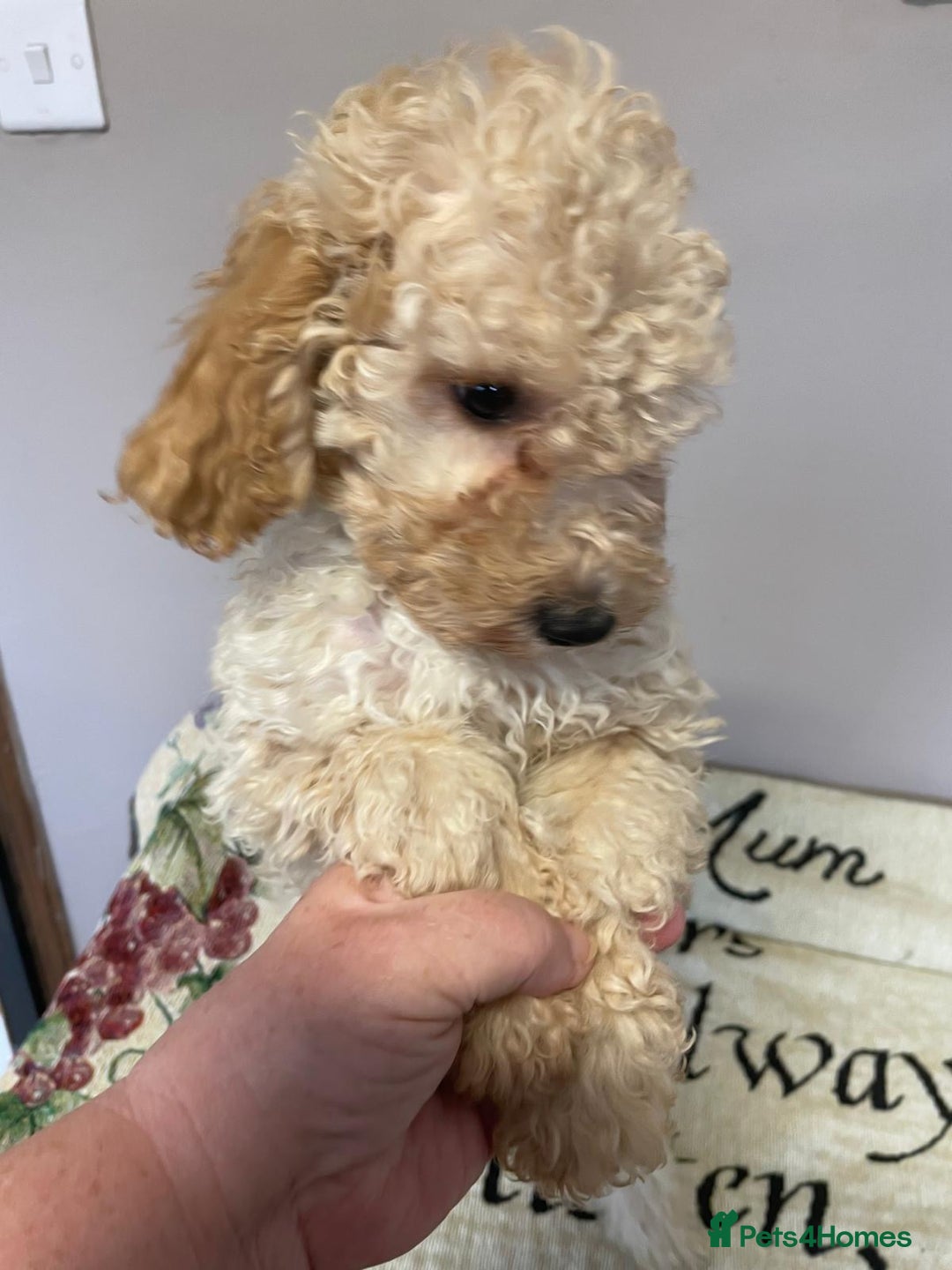 Cockapoo dogs for sale: Cockapoo Puppies 3 vaccines done - Image 3
