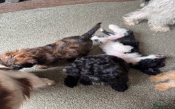 Shihpoo dogs for sale: 4 shihpoo males ready now in Telford - Image 2