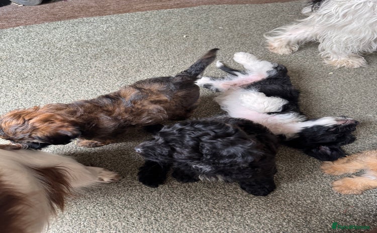 Shihpoo dogs in Telford - Advert 1