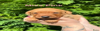 Miss Pink