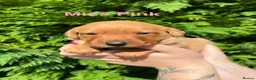 Labrador Retriever dogs for sale: GORGEOUS FOX RED LABRADOR FAMILY - Advert 7