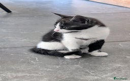 Maine Coon cats for sale: 😽 Cuddly Maine coon kittens 😽 in Preston - Image 31