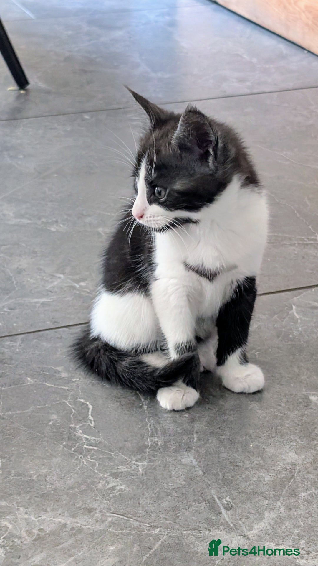 Maine Coon cats for sale: 😽 Cuddly Maine coon kittens 😽 in Preston - Image 31
