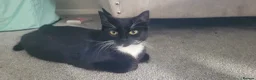 Domestic Shorthair cats for sale: 3 beautiful domestic shorthair male kittens in York - Advert 1