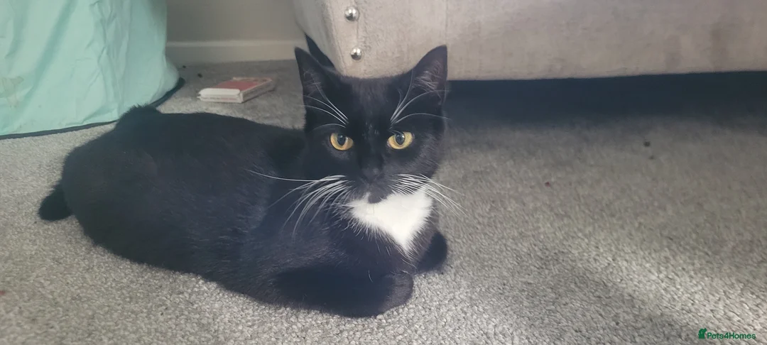 Domestic Shorthair cats for sale: 3 beautiful domestic shorthair male kittens in York - Advert 1