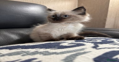 Ragdoll cats - Advert 8