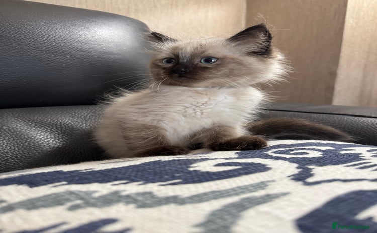 Ragdoll cats - Advert 4