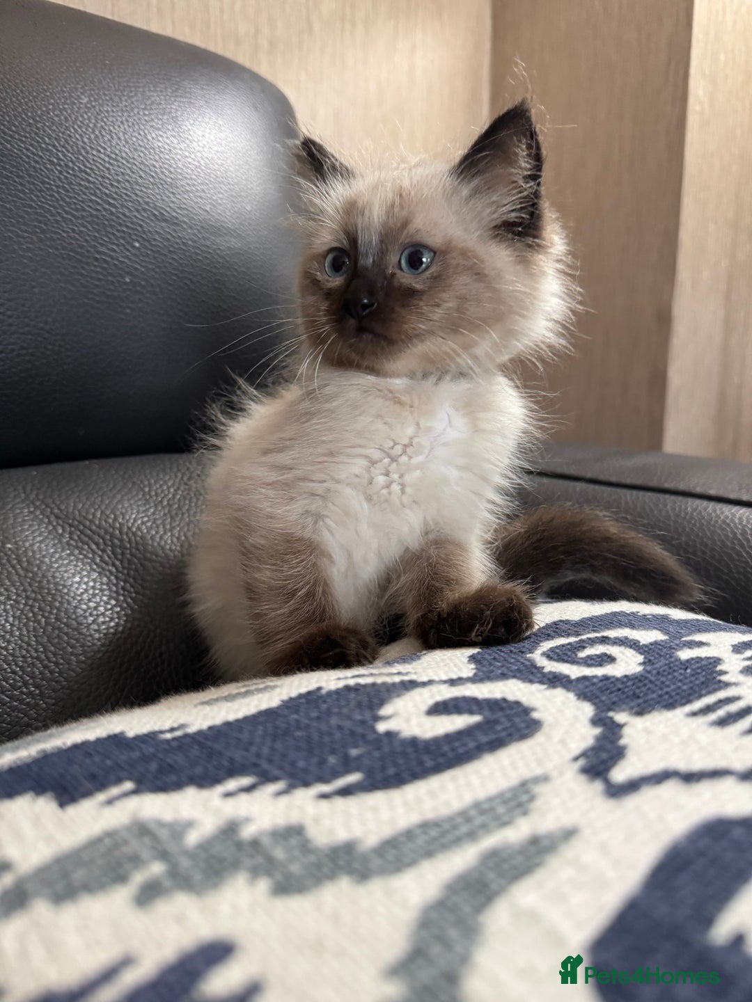 Ragdoll cats for sale: 2 stunning seal point ragdoll boys  - Image 1