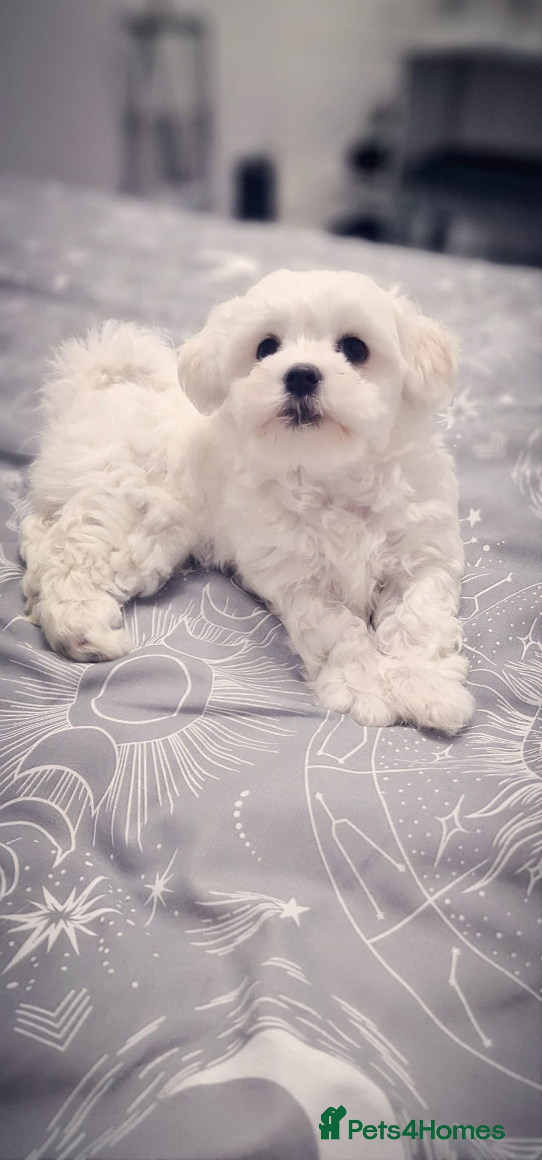 Mixed Breed dogs for sale: Adorable Female Puppy Looking for a Loving Home - Image 6