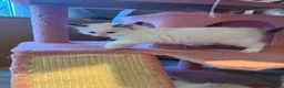 Ragdoll cats for sale: 🤍Pure Breed Ragdolls-last bicolour boy left 🤍 - Advert 2