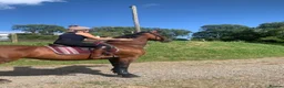 Cleveland Bay horses for sale: Jessica (Jessie) in Stoke-on-Trent - Advert 5