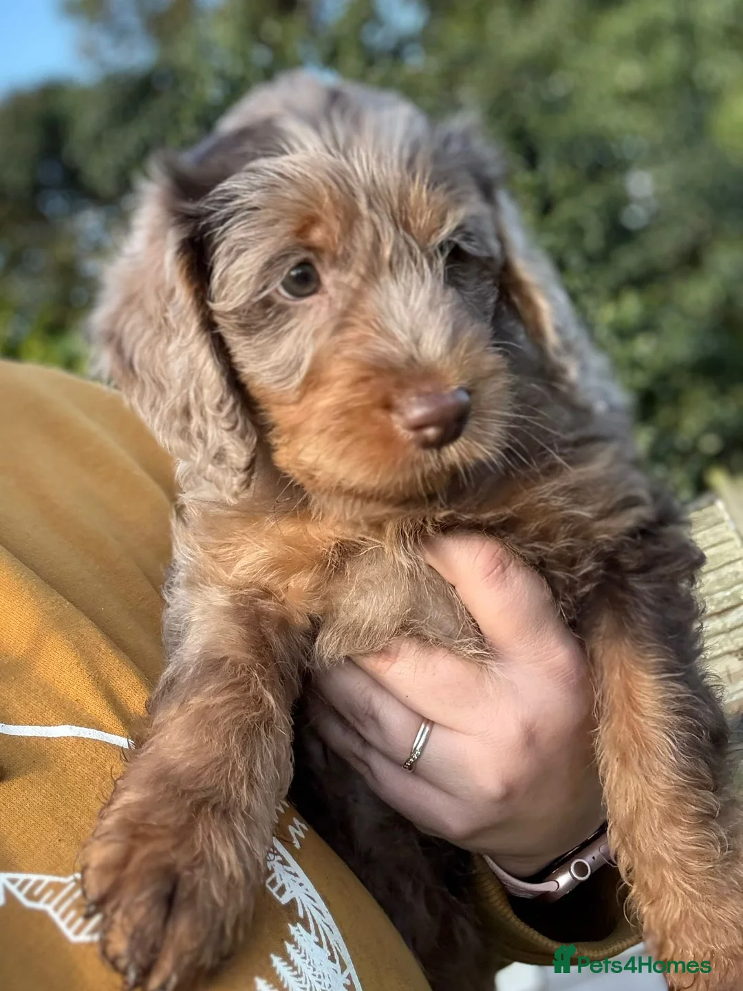 Labradoodle dogs for stud: Gorgeous blue Merle labradoodle stud in Swadlincote - Advert 11
